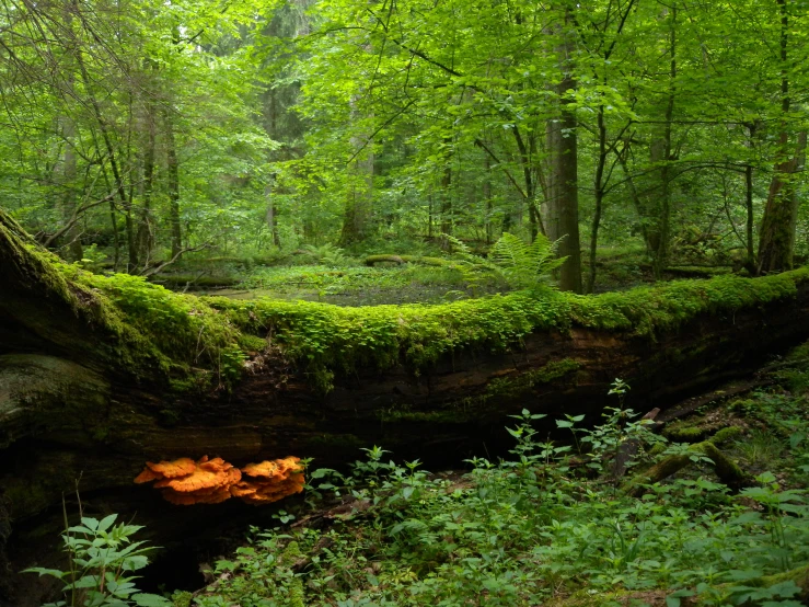 a fallen tree in the woods on the trail