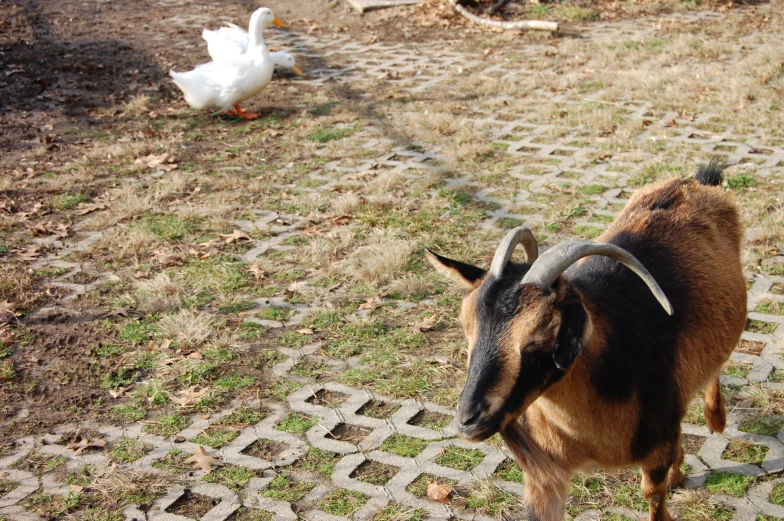 a close up of a goat near a goose