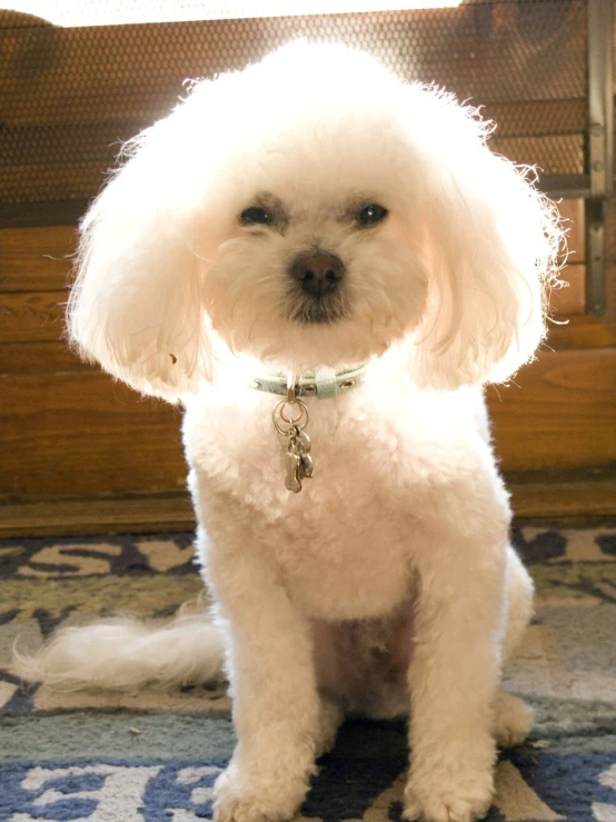 a small white dog standing on top of a carpet