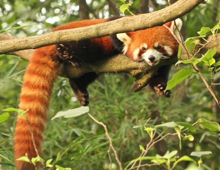 a red panda laying on top of a nch in a tree