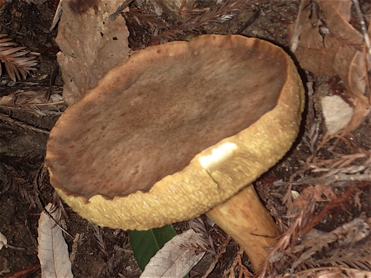 a brown mushroom with a white tip is seen