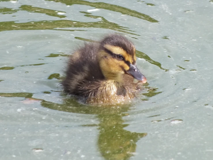 a baby duckling swimming in water near the shore