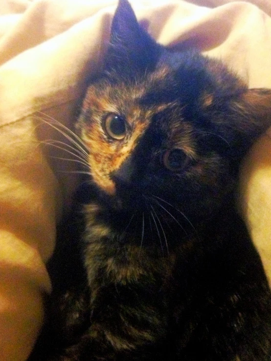 a cat with large round eyes sitting on a bed