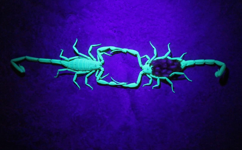 a scorpion beetle with two legs and some tentacles sitting on purple wall