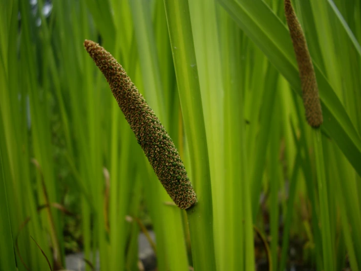 a close up of some plants with very long thin leaves