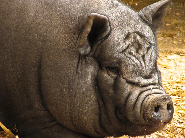 the small pig is laying down outside on some straw