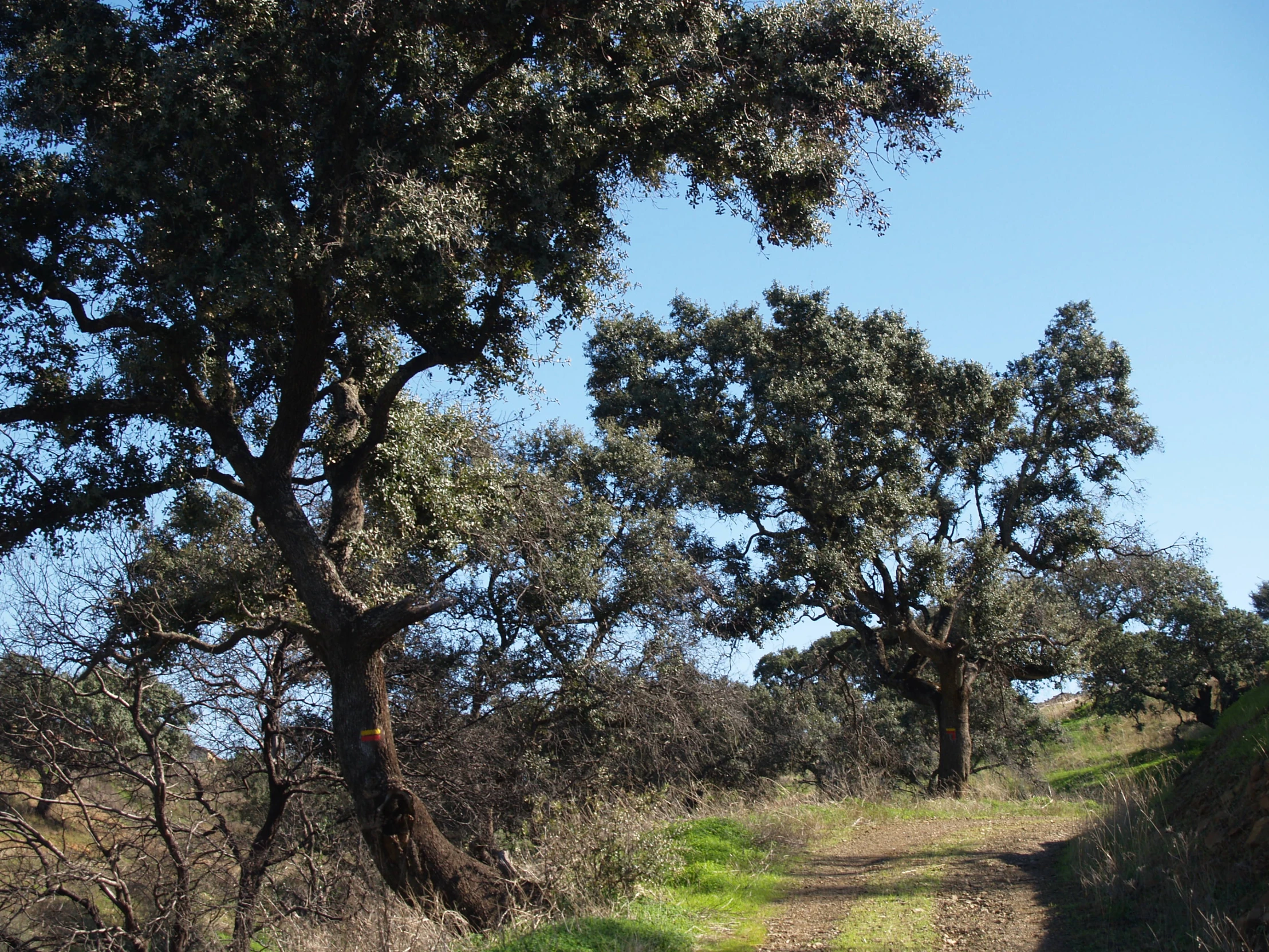 an animal stands next to a tree in the brush