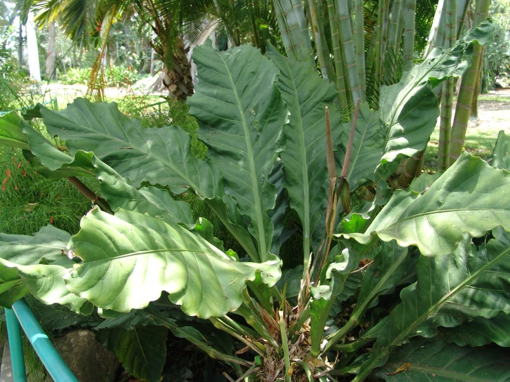 a garden area containing a green tropical plant