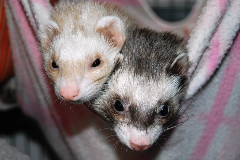 two small ferrets on a blanket looking at the camera