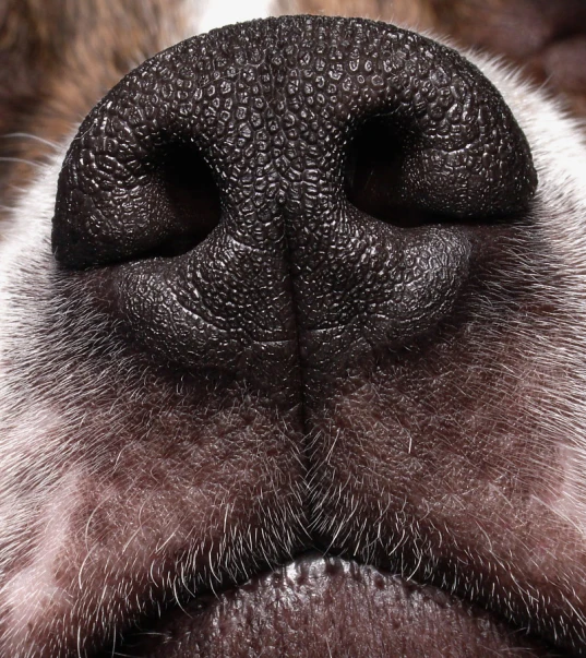 the nose of a dog with it's nose hanging back