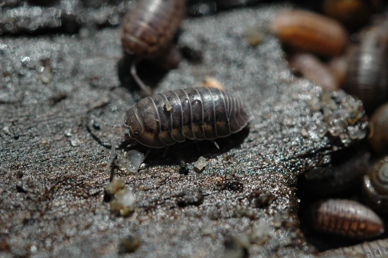 two bugs on the dirt in front of a pile of slugweed