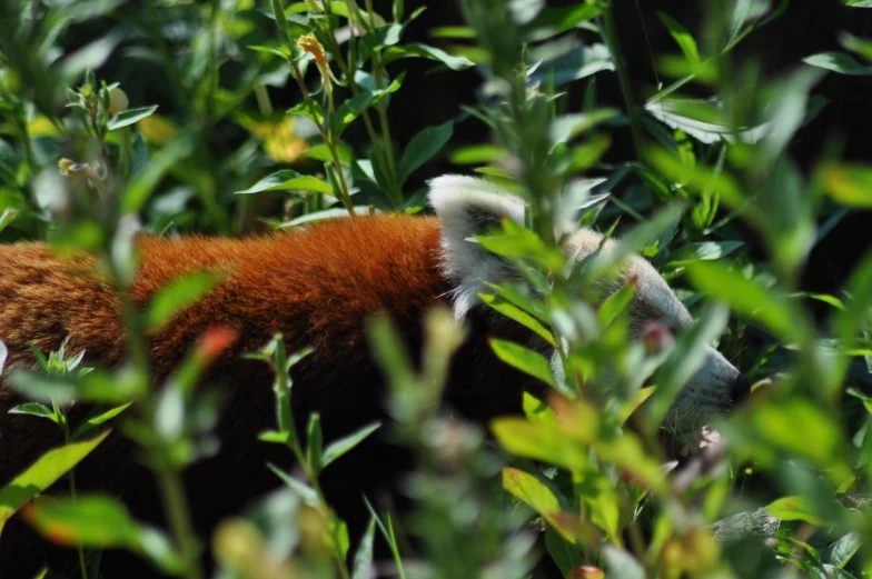 a picture of a bear that is laying down in the grass