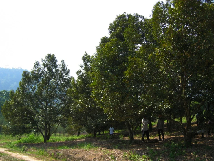 people standing in the shade of trees on the side of a dirt road