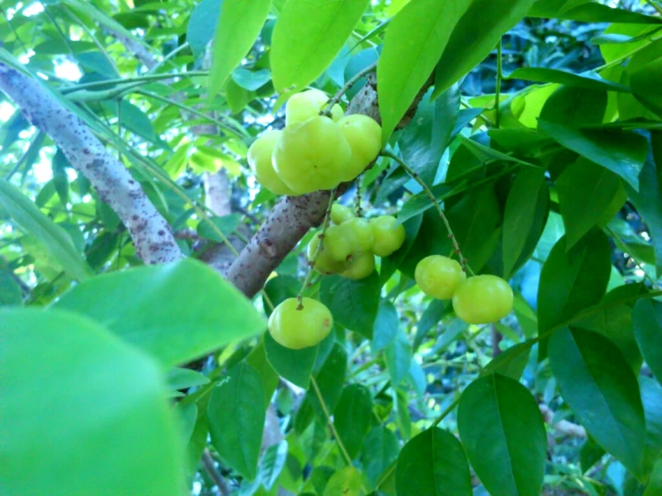 some green fruit is growing on the trees