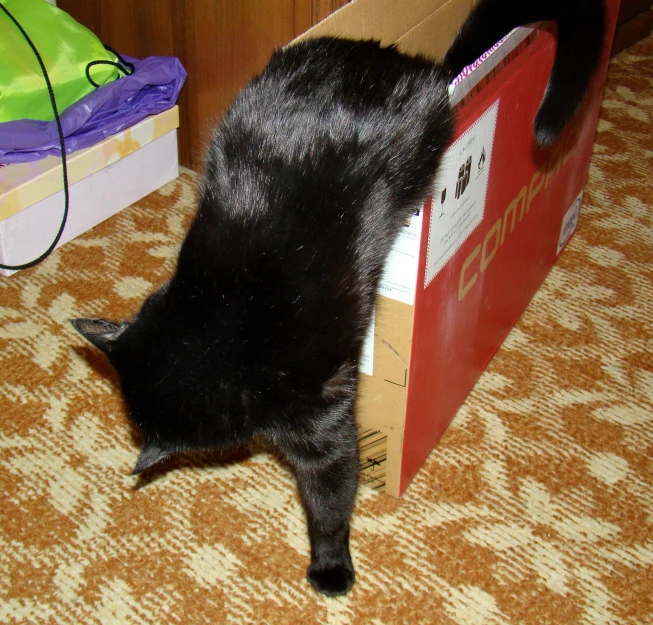 the cat is playing with the box on the floor