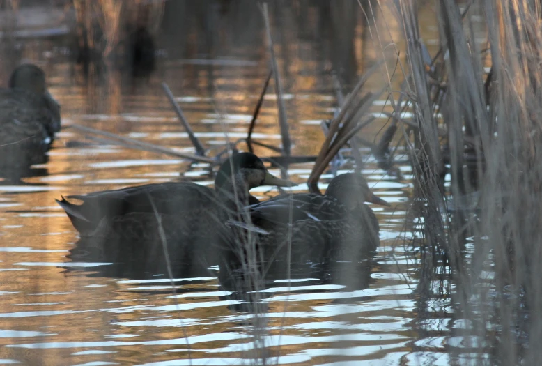 an image of three birds swimming on the water