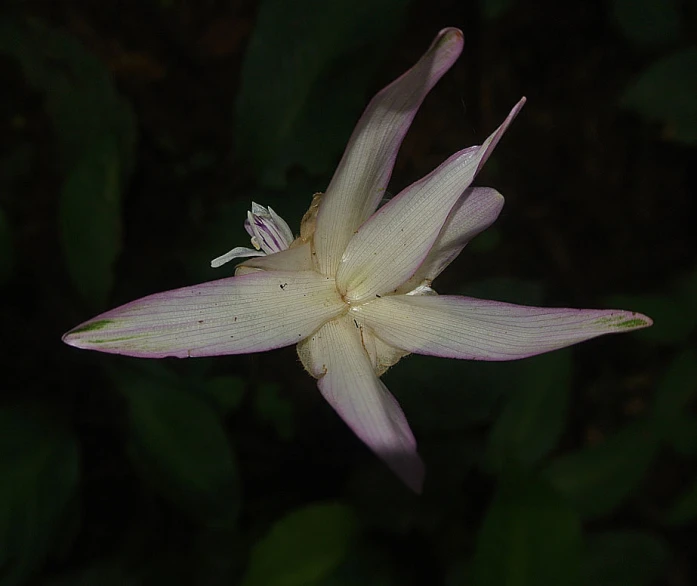 a white flower with a lot of small drops on it