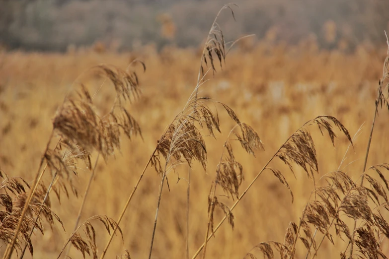 reeds in large, golden wheat field during the day