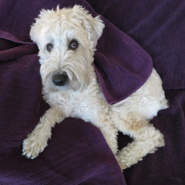 white dog laying down on purple towel on bed