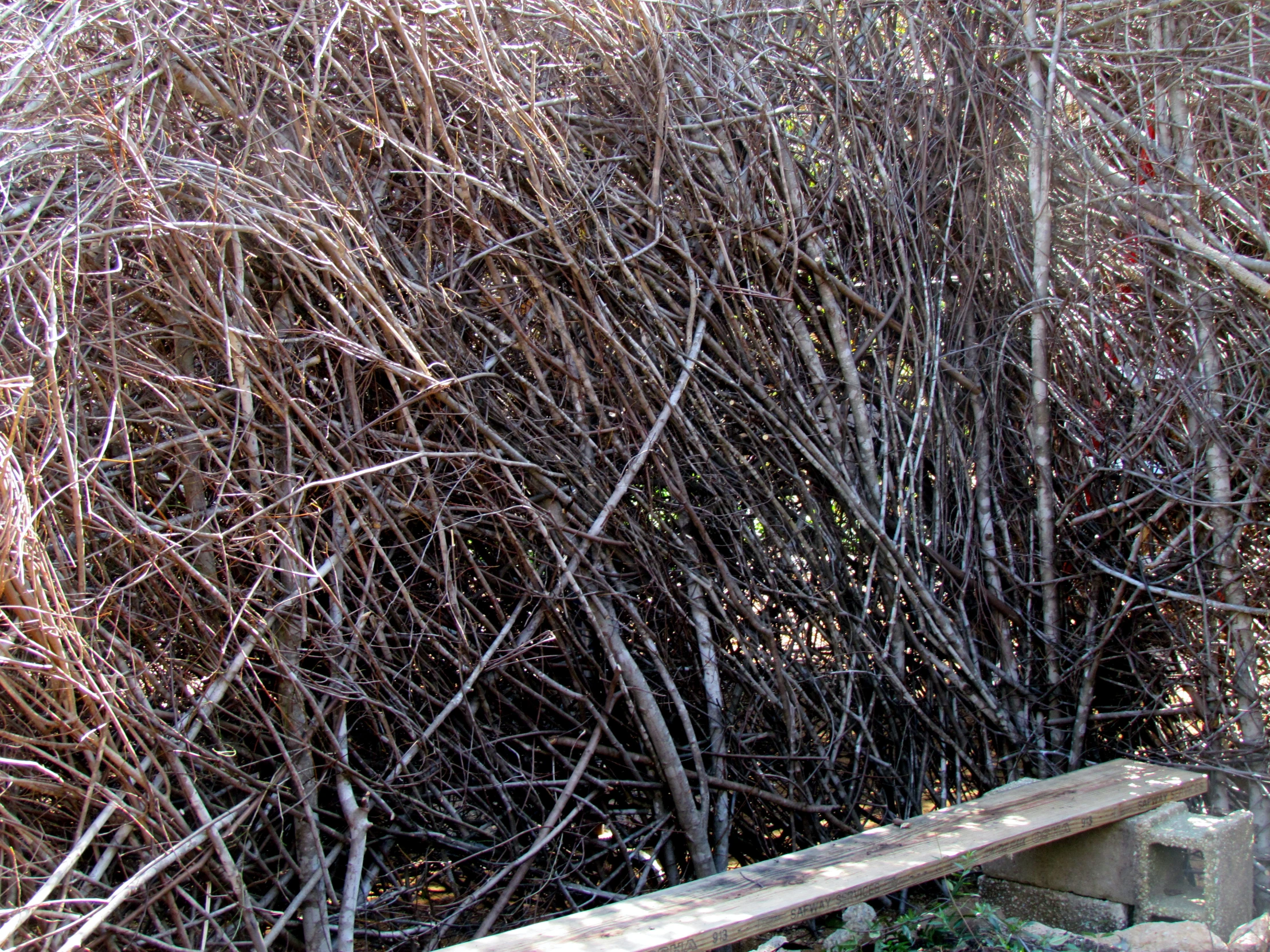 nches and bushes are covered by rain