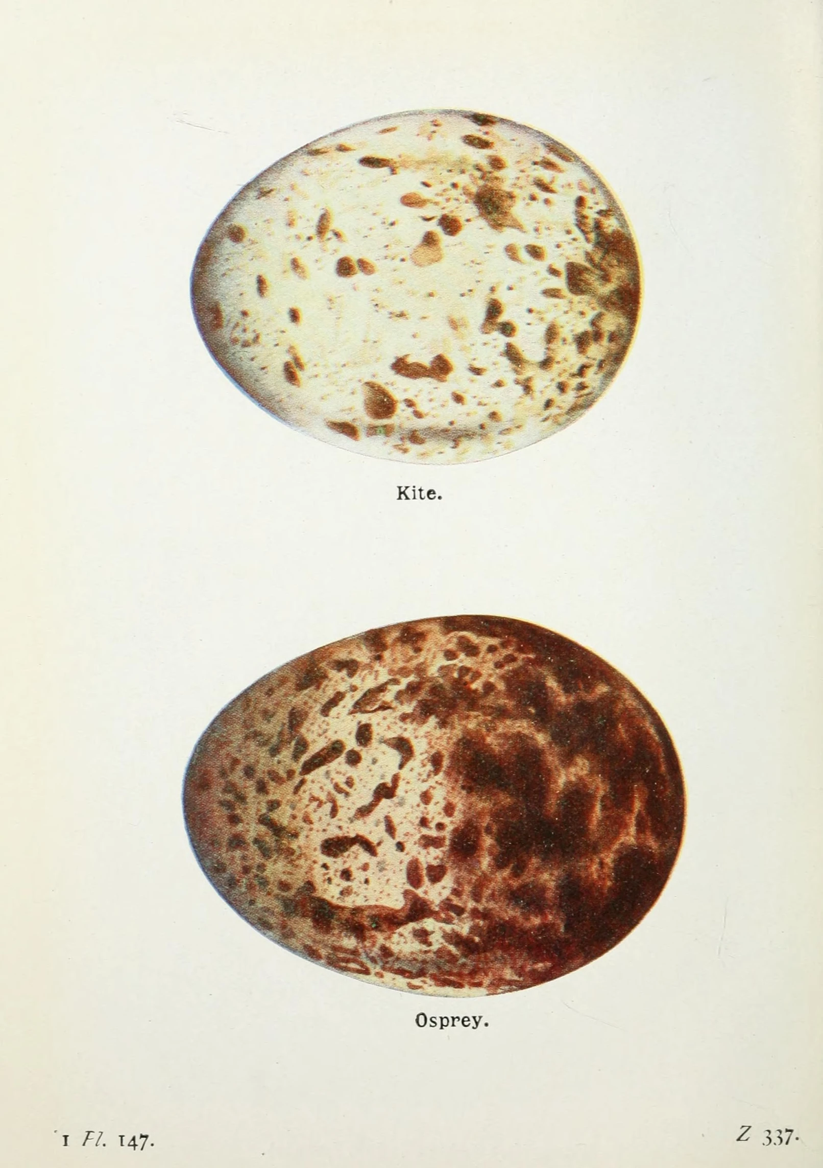 two illustrations of different shapes and sizes of brown and tan