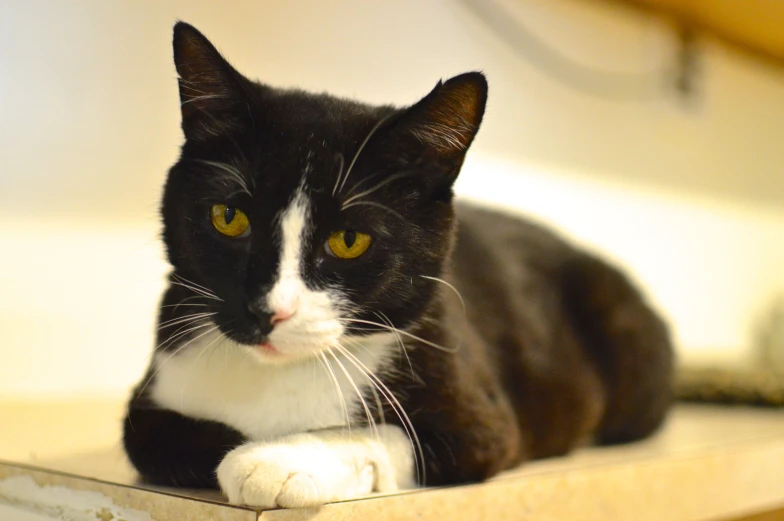 a black and white cat laying on top of a wooden shelf