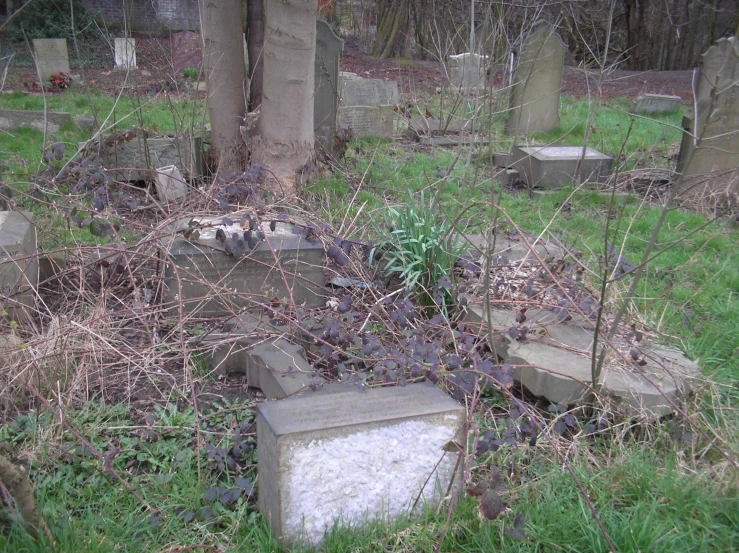 cemetery cemetery with many headstones and bushes