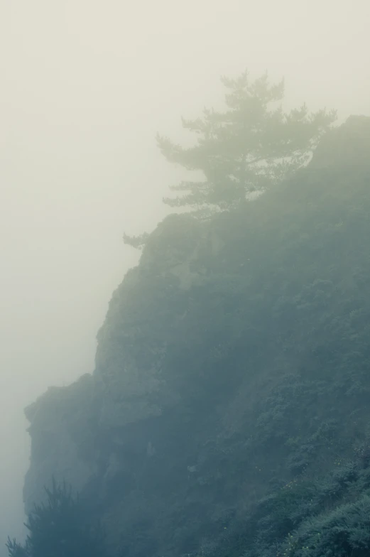 an image of tree in fog on the hill