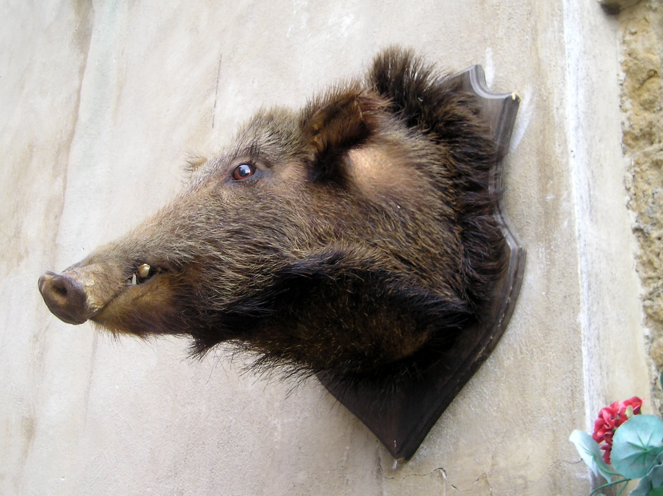 a bear that is on a wall with his head hanging down