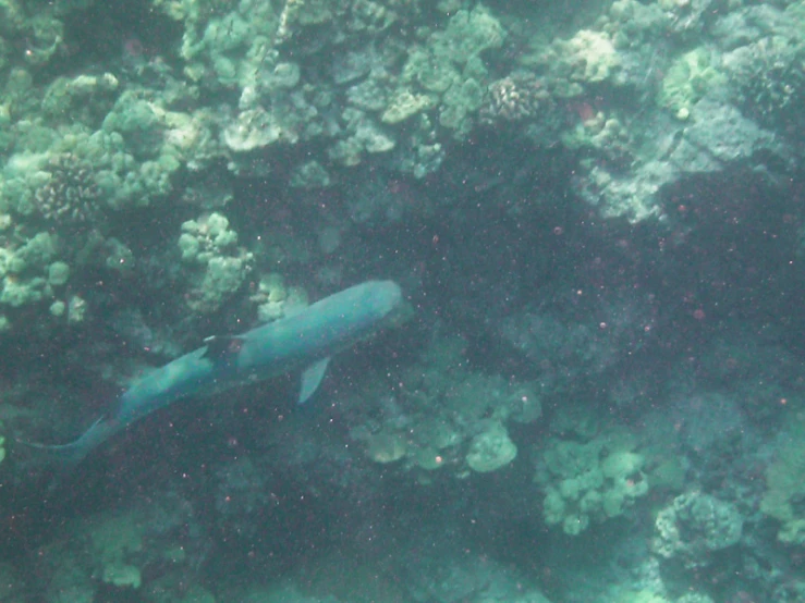 a large fish is swimming near some coral