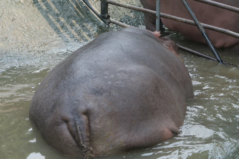 the big hippo is laying in the water beside the gate
