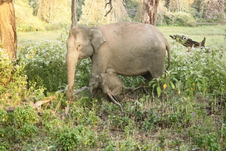 a mother elephant is feeding on her young calf