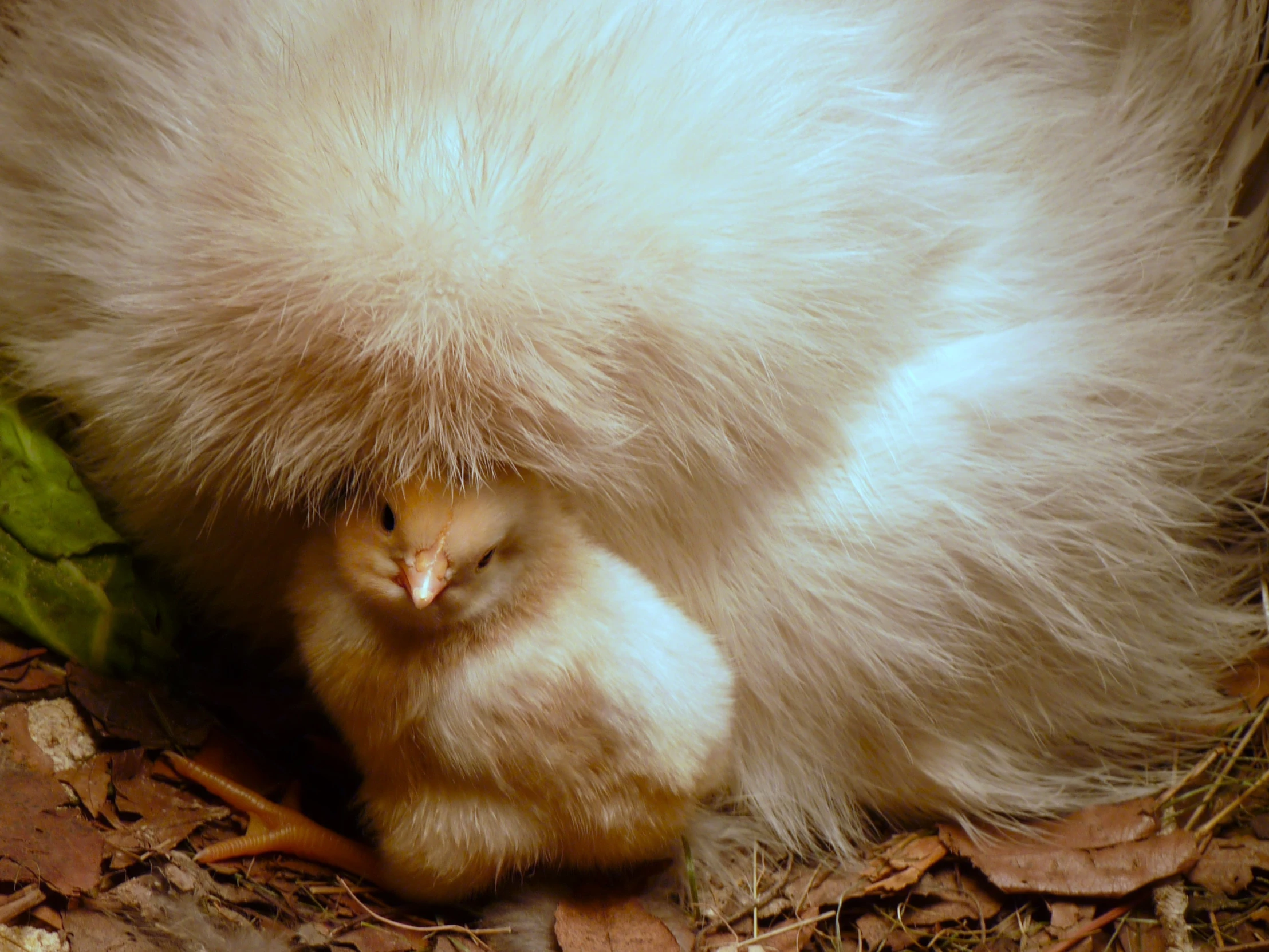 a fluffy white animal with its front paws tucked up