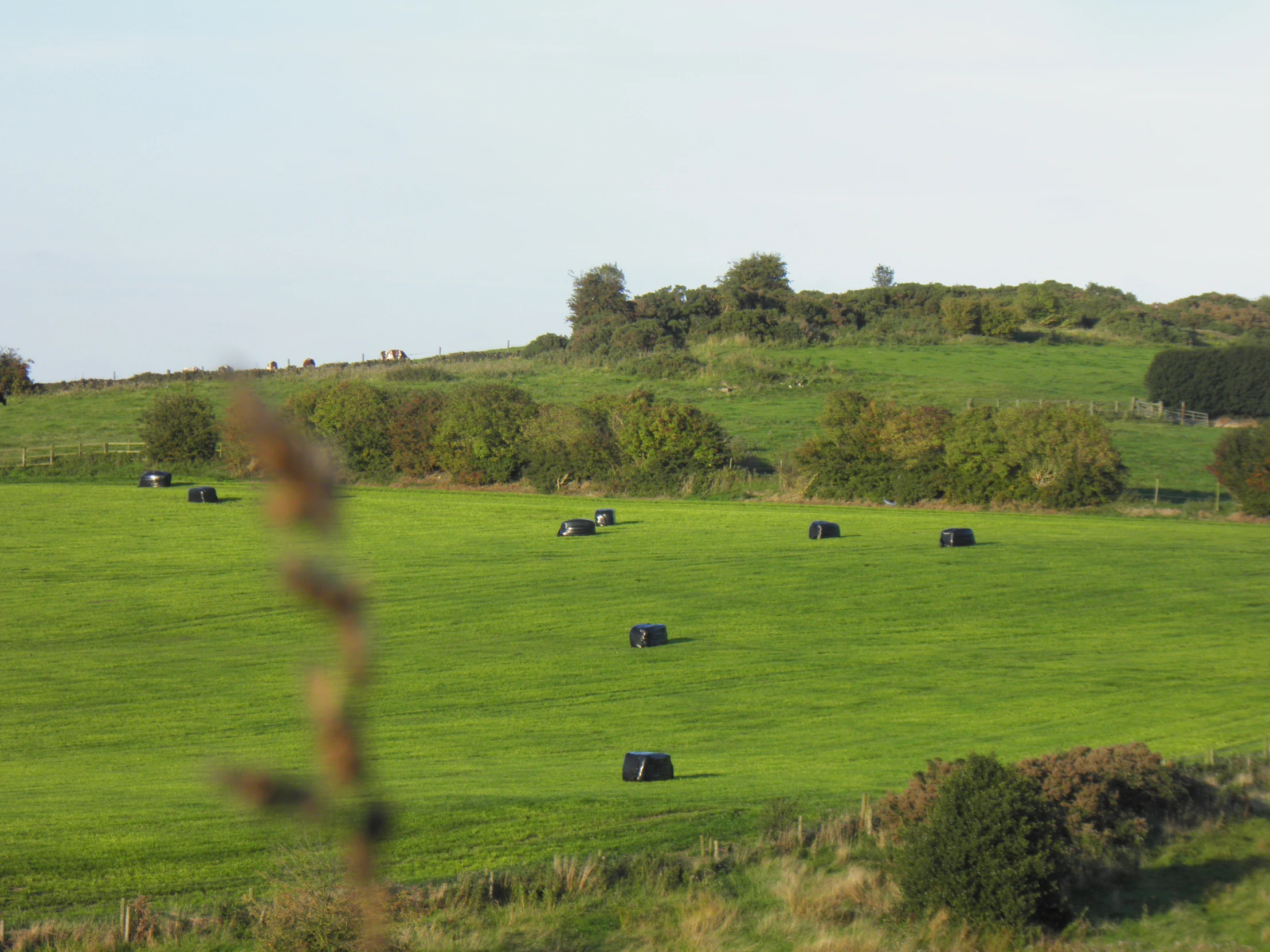 several cows grazing in the green grassy field