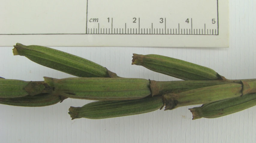 an unripe plant has been harvested from the soil