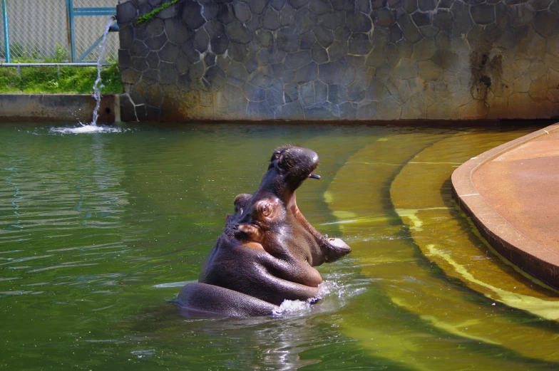 the hippo is looking up at the pool where its water comes