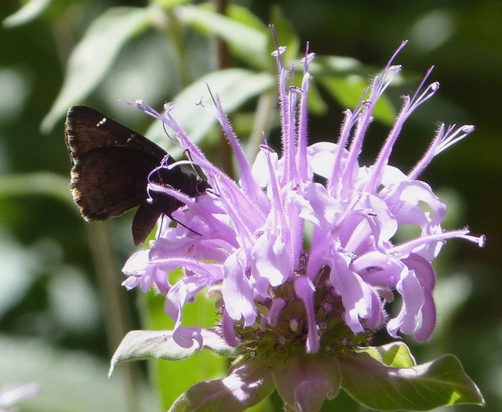 a erfly sits on a purple flower