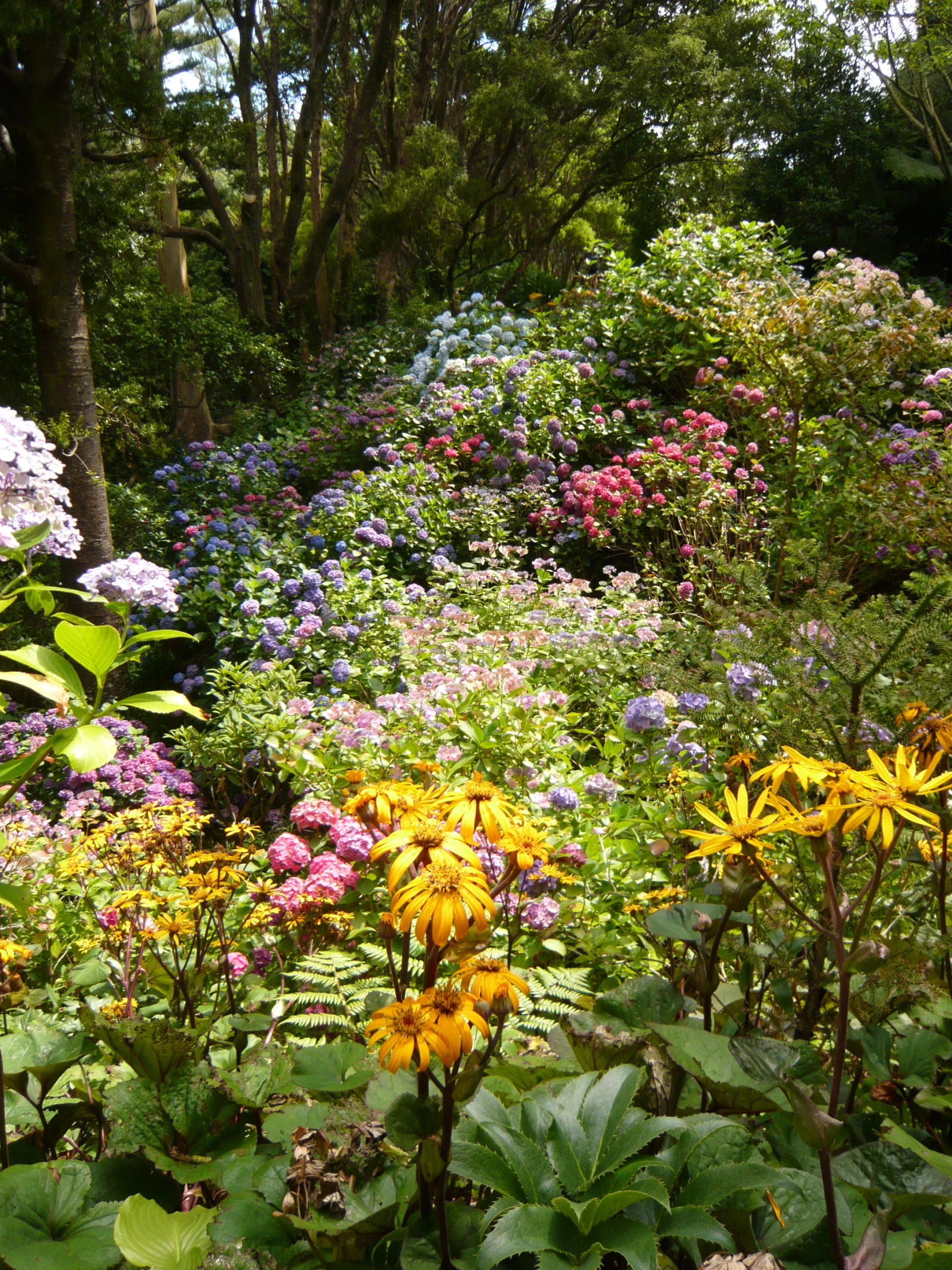 a lush garden filled with lots of wild flowers