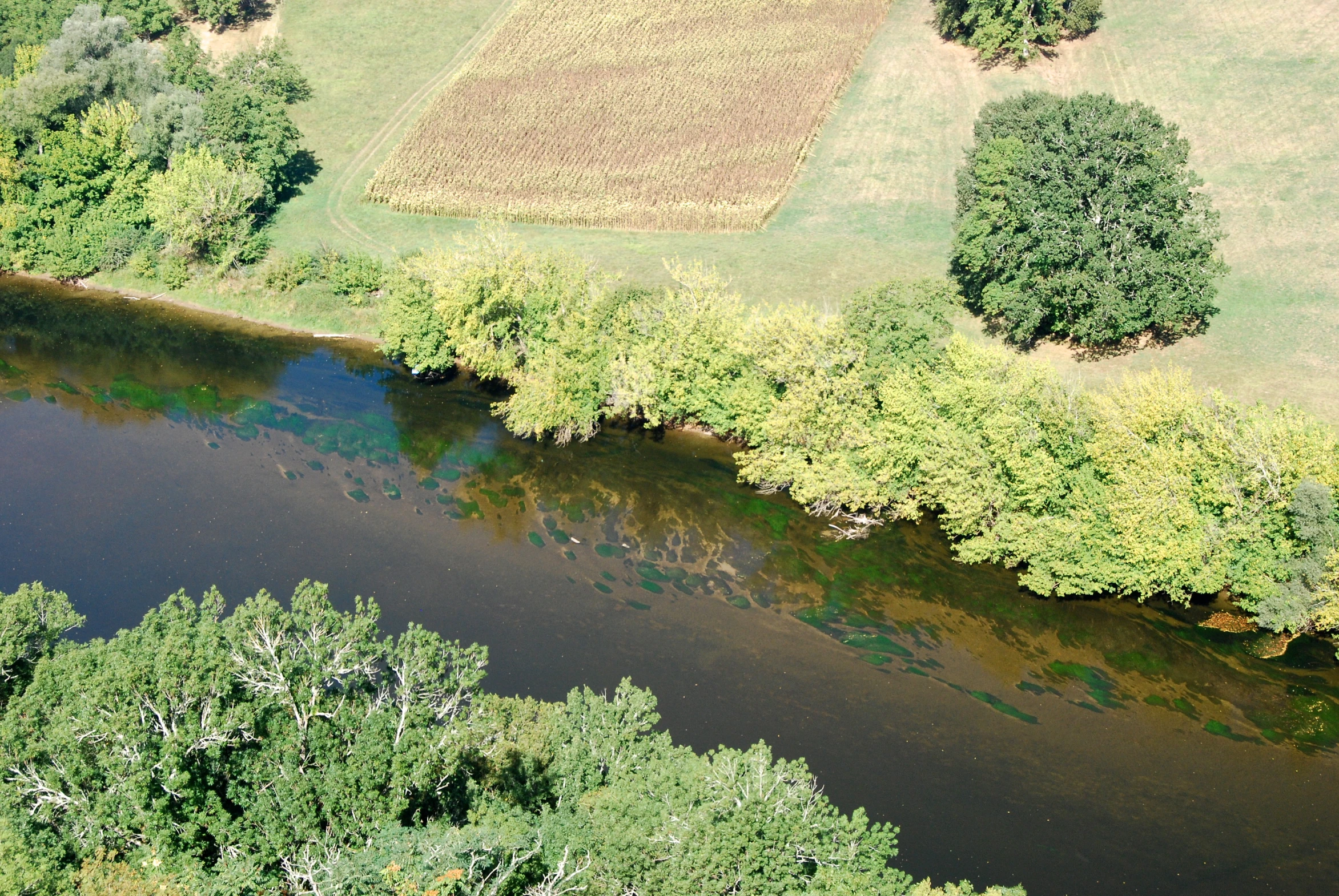 the aerial view of trees next to the water