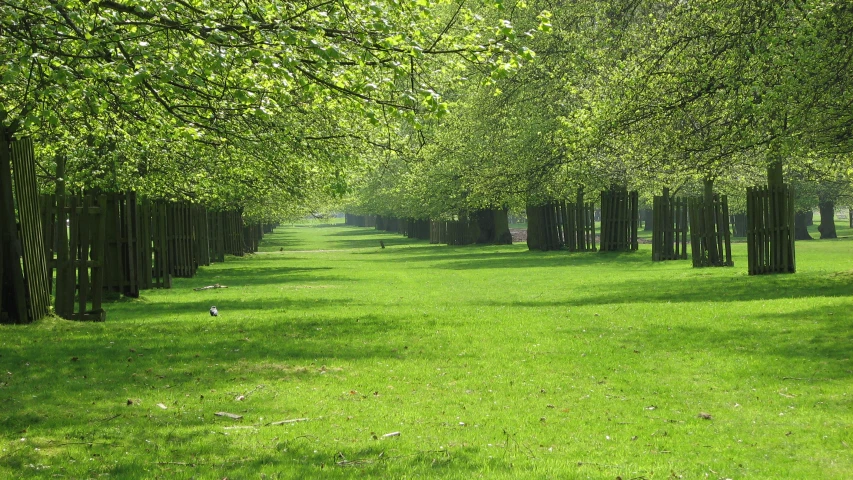 a field of grass with tall trees lining the perimeter