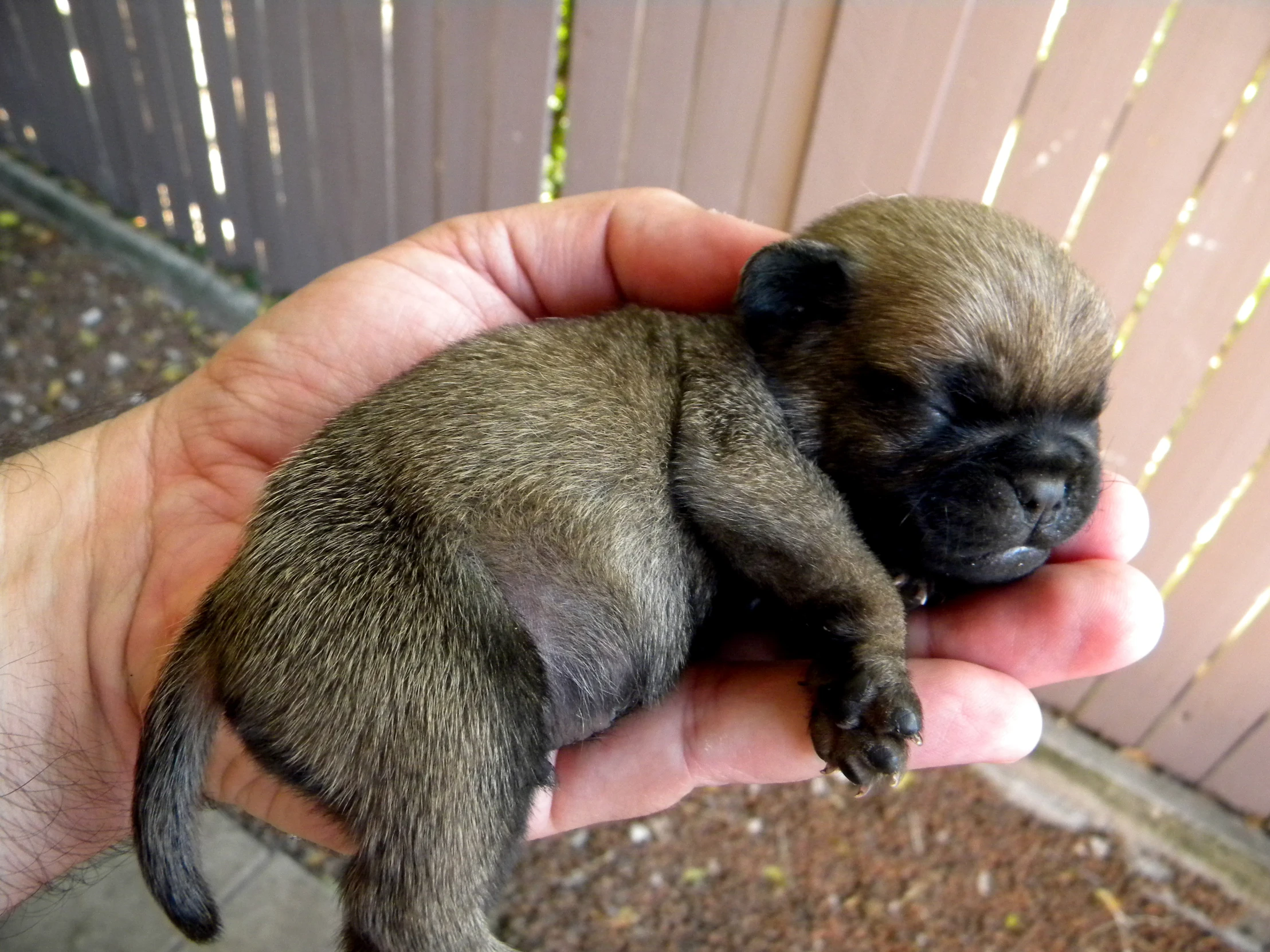 a small animal is sitting in a person's hand