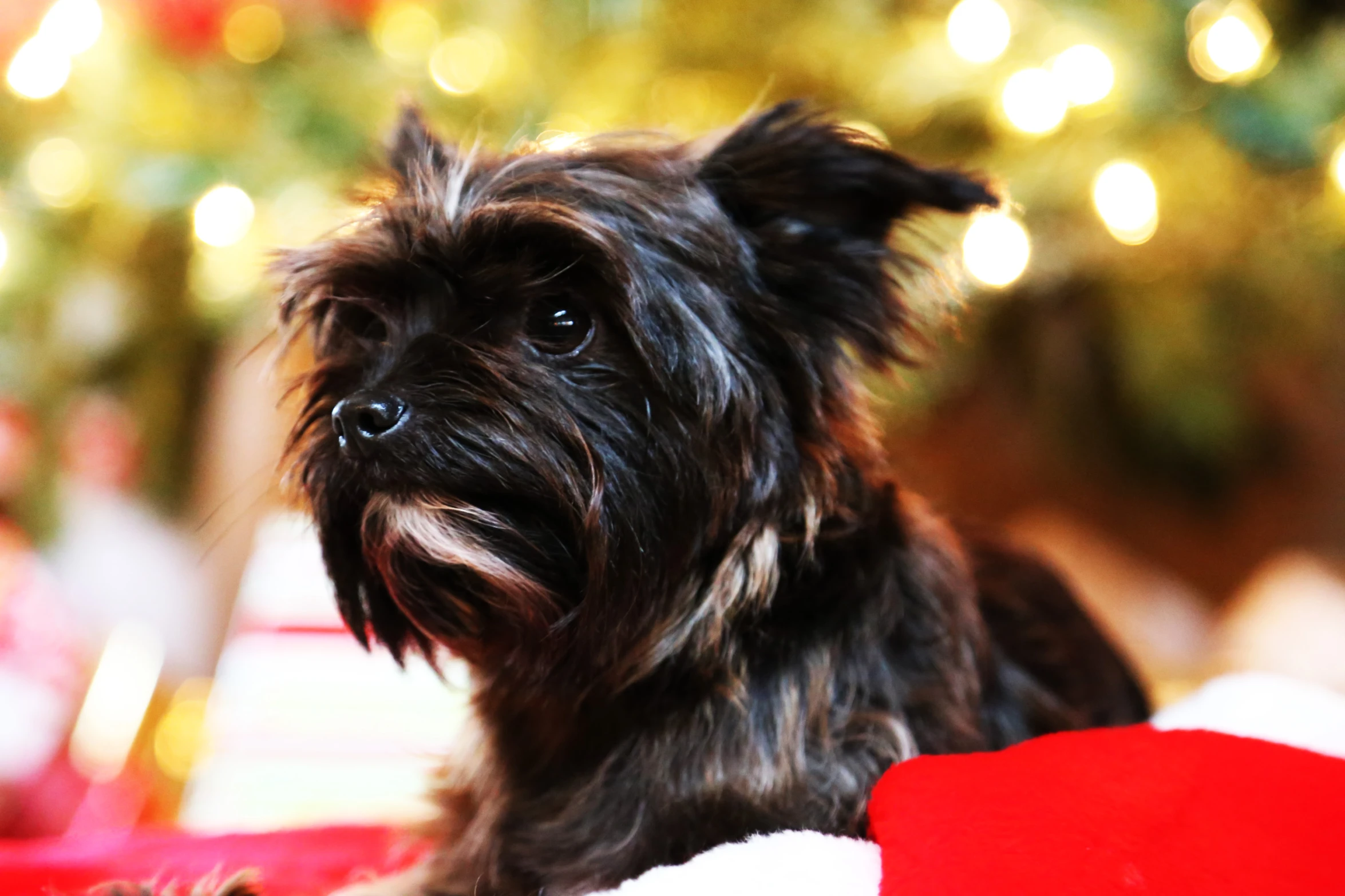 a dog sitting on top of a floor next to a tree