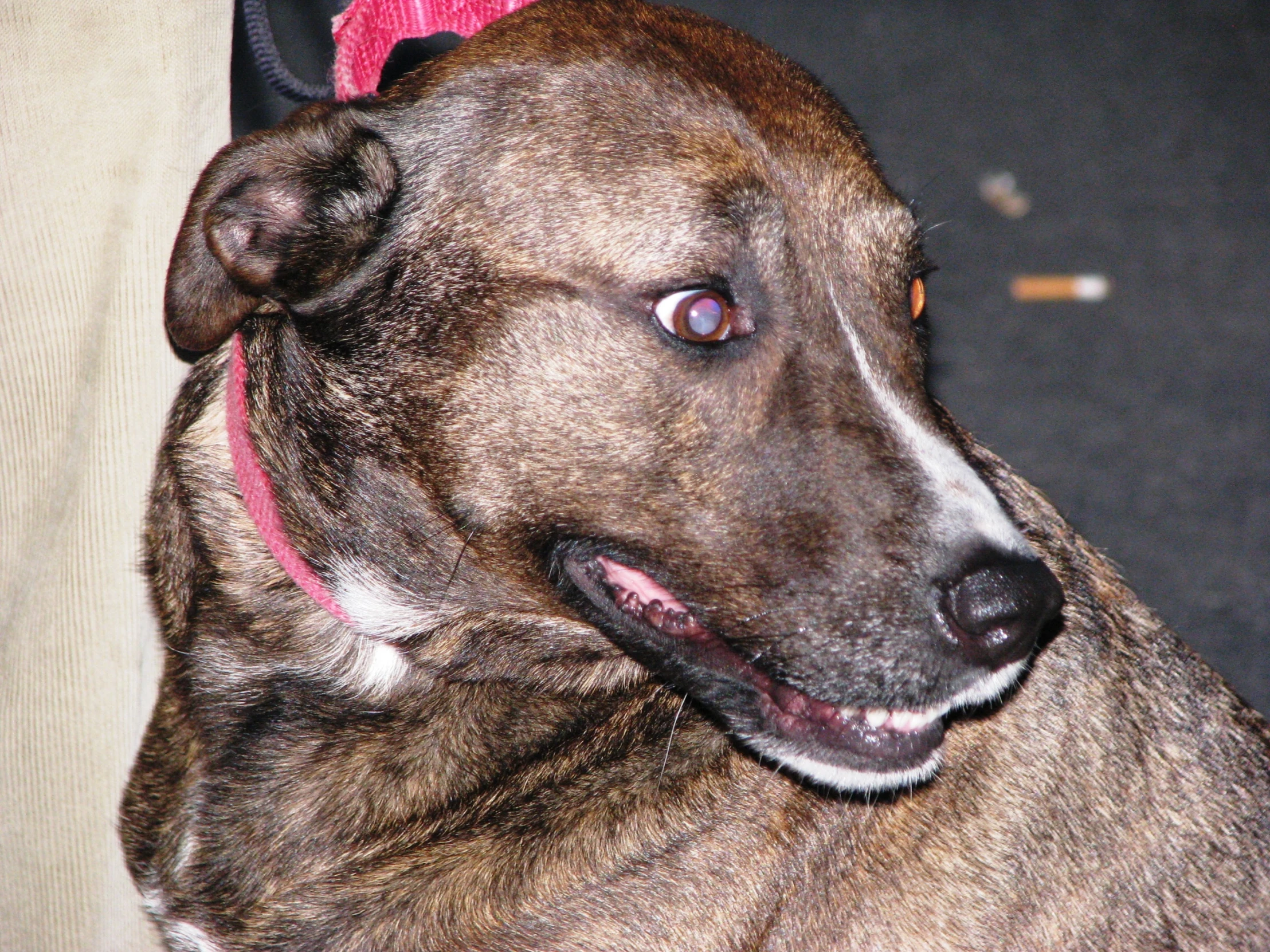 a dog with a collar around its neck