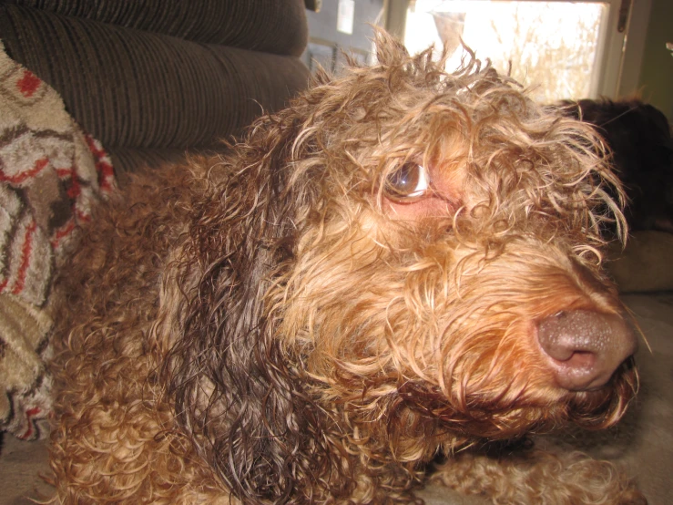 a curly haired dog looking at the camera