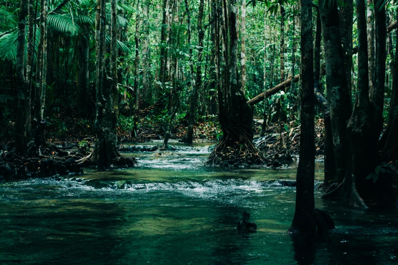 the creek is running in the middle of a forest