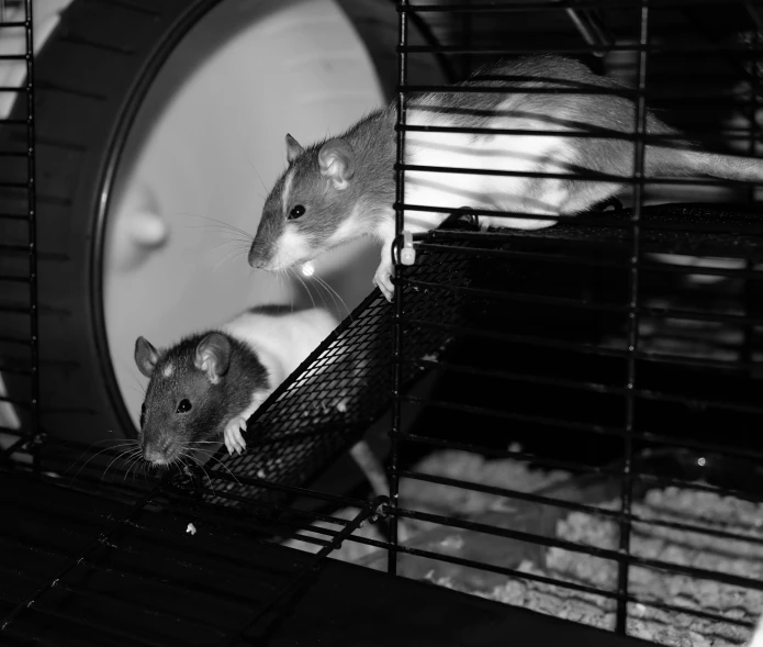 two mouses inside a small cage in a room