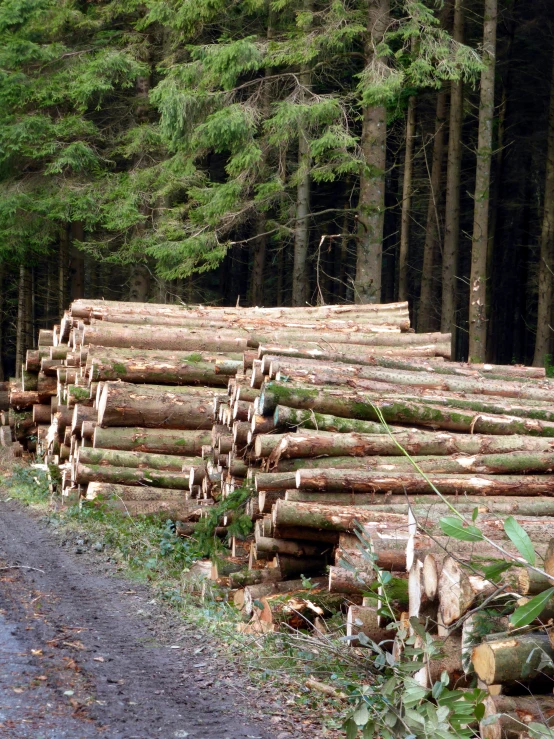 a group of large piles of tree trunks