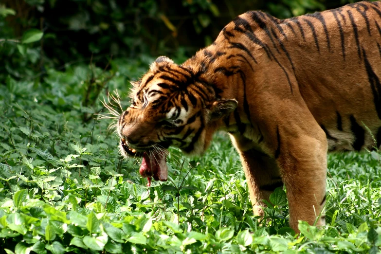 an angry tiger with his mouth open in the wild