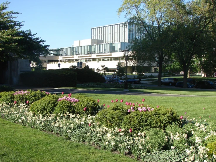 a field of flowers and grass with parked cars in the background