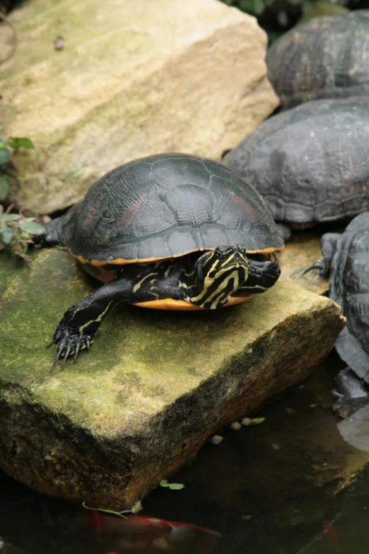 a turtle sitting on top of a mossy rock